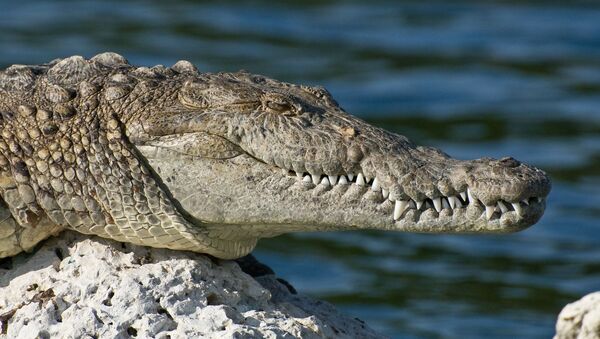 Crocodilo (foto de arquivo) - Sputnik Brasil
