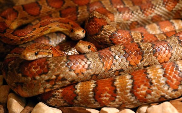 Pesquisadores criam cenário hollywoodiano e desvendam tudo dos saltos de cobras voadoras - Sputnik Brasil