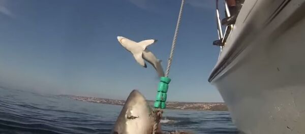 Tubarão branco voador - Sputnik Brasil