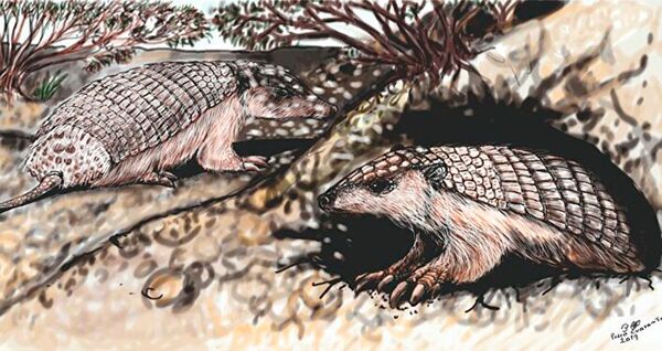 Raridade subterrânea: surgem FOTOS de fóssil do menor tatu do mundo - Sputnik Brasil