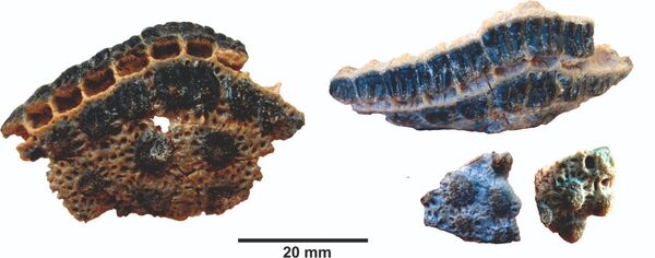 Raridade subterrânea: surgem FOTOS de fóssil do menor tatu do mundo - Sputnik Brasil