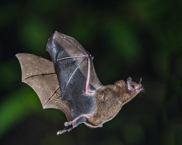 Novo coronavírus similar ao SARS-CoV-2 é descoberto em caverna do Japão Novo coronavírus similar ao SARS-CoV-2 é descoberto em caverna do Japão - Sputnik Brasil