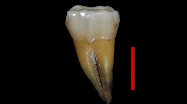Dente de 45.000 anos muda tudo o que sabemos sobre êxodo humano à Europa (FOTOS) - Sputnik Brasil