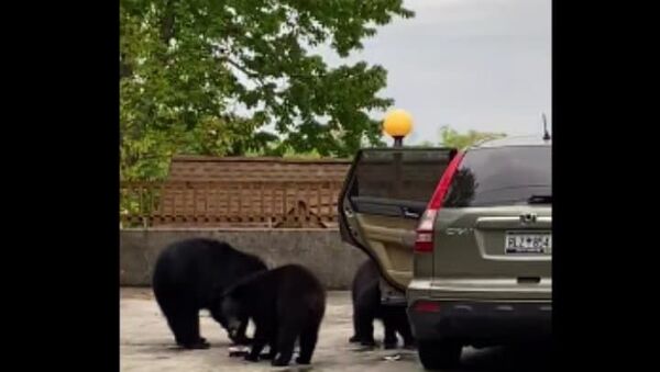 Família de ursos 'arromba' carro e come lanche alheio nos EUA - Sputnik Brasil