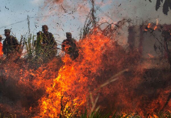 Desmatamento da Amazônia em novembro bate recorde do mês nos últimos 10 anos Desmatamento da Amazônia em novembro bate recorde do mês nos últimos 10 anos - Sputnik Brasil