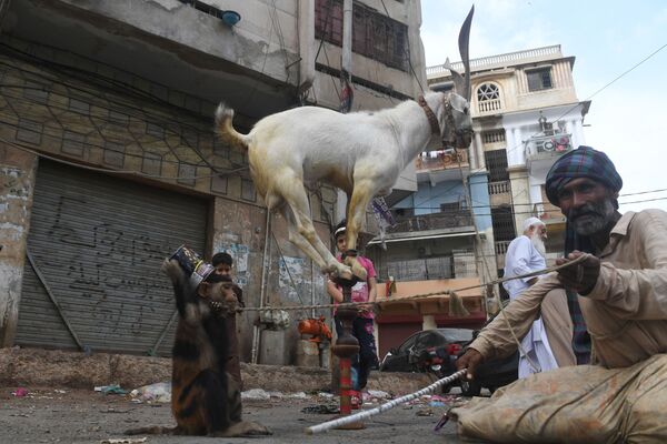 Treinador de animais com macaco e cabra durante uma apresentação em Karachi, Paquistão - Sputnik Brasil