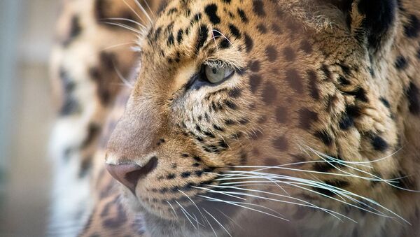 Leopardo - Sputnik Brasil