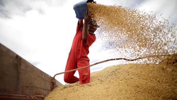 Trabalhador inspeciona colheita de soja na cidade de Campos Limpos (foto de arquivo). - Sputnik Brasil