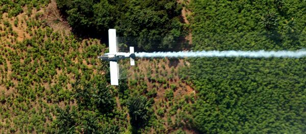 Plantação de folhas de coca em El Catatumbo, no norte do departamento de Santander, na Colômbia - Sputnik Brasil