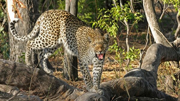 Leopardo (imagem ilustrativa) - Sputnik Brasil