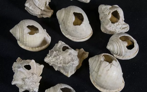 Conchas de caracóis da Idade do Ferro, datando entre os séculos X e VII a.C. Conchas de caracóis da Idade do Ferro, datando entre os séculos X e VII a.C. - Sputnik Brasil
