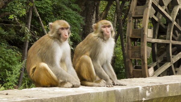 Macacos (imagem ilustrativa) - Sputnik Brasil