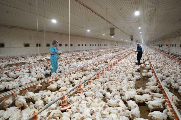 Epidemiologista adverte: nova pandemia será 100 vezes mais virulenta que esta se nada for feito - Sputnik Brasil