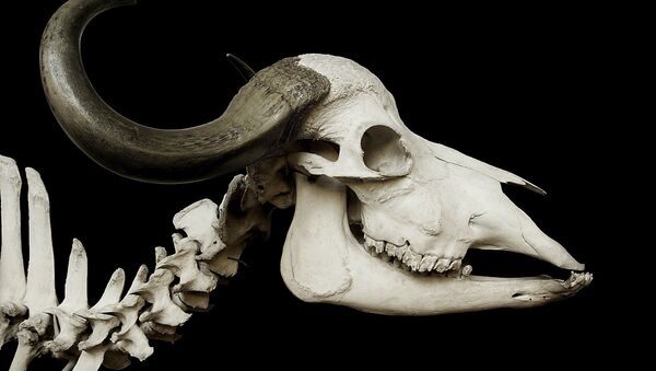 Esqueleto de animal com chifre (imagem referencial) - Sputnik Brasil