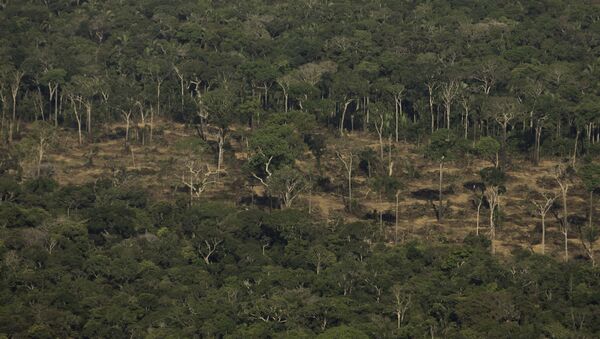 Terreno desmatado e queimado é visto na floresta Amazônia nos arredores de Porto Velho, em Rondônia, em 2019 - Sputnik Brasil