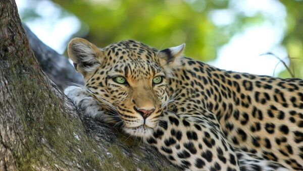 Foto de leopardo - Sputnik Brasil