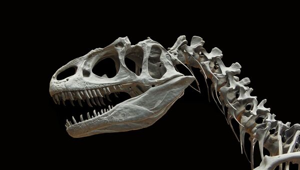 Fóssil de dinossauro (imagem ilustrativa) - Sputnik Brasil