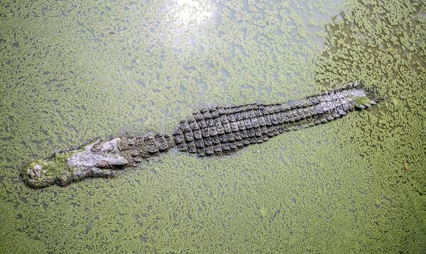 Mulher vai buscar água em lago com cunhada e é morta por crocodilo no Quênia Mulher vai buscar água em lago com cunhada e é morta por crocodilo no Quênia - Sputnik Brasil