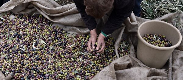 Colheita de olivas na Grécia. Foto de arquivo - Sputnik Brasil