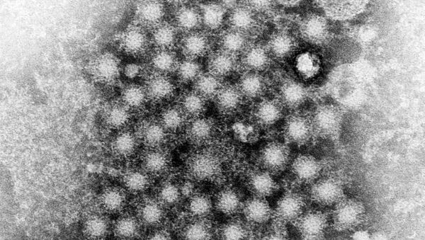 Imagem de microscópio eletrônico mostrando um grupo de vírions da hepatite - Sputnik Brasil