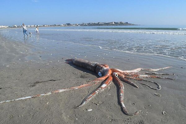 Lula gigante de mais de 300 quilos surge em praia na África do Sul (FOTO) - Sputnik Brasil