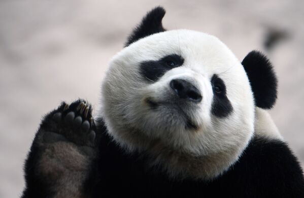 Panda gigante parece acenar com sua pata para foto antes da reabertura do Zoológico de Moscou após a quarentena - Sputnik Brasil