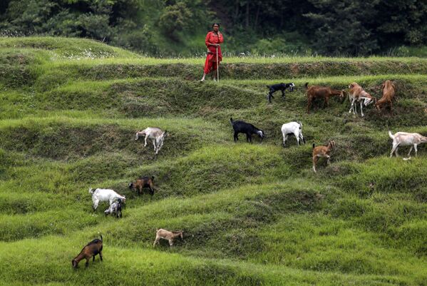 Mulher pastoreia cabras em campo de Bhaktapu, no Nepal - Sputnik Brasil