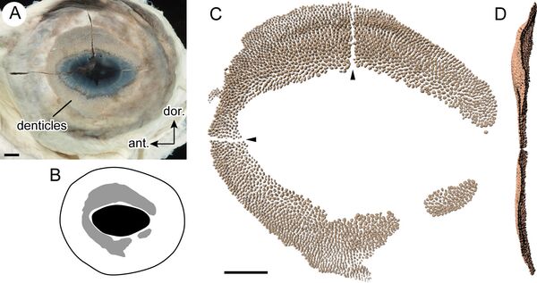 Proteção em 1º lugar: descobertos 'dentes' nos olhos de tubarão-baleia (FOTOS) Proteção em 1º lugar: descobertos 'dentes' nos olhos de tubarão-baleia (FOTOS) - Sputnik Brasil