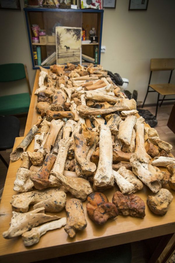 Ossos de rinoceronte antigo, antílope, touros e tigre são encontrados em caverna na Crimeia (FOTOS) - Sputnik Brasil
