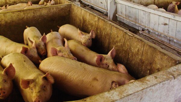 Granja de porcos em Concórdia, Santa Catarina - Sputnik Brasil