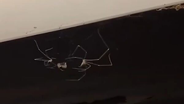 Aranhas fazem impressionante trabalho em equipe para capturar inseto - Sputnik Brasil