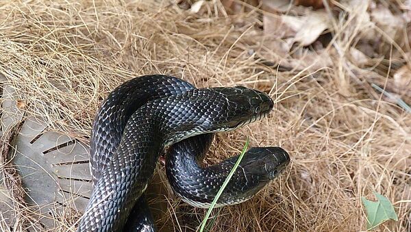 Foto de serpente (imagem referencial) - Sputnik Brasil