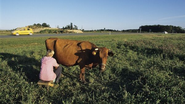 Mulher ordenha vaca - Sputnik Brasil