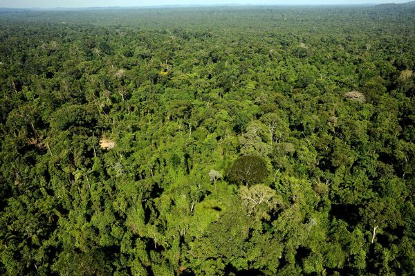 Após novo recorde na Amazônia, analista alerta: 'Assistiremos a desmatamento onde nunca tivemos' Após novo recorde na Amazônia, analista alerta: 'Assistiremos a desmatamento onde nunca tivemos' - Sputnik Brasil
