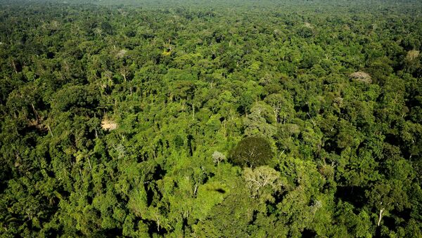 Vista aérea da reserva florestal amazônica de Trairao, no Pará, Brasil - Sputnik Brasil