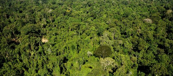Vista aérea da reserva florestal amazônica de Trairao, no Pará, Brasil - Sputnik Brasil