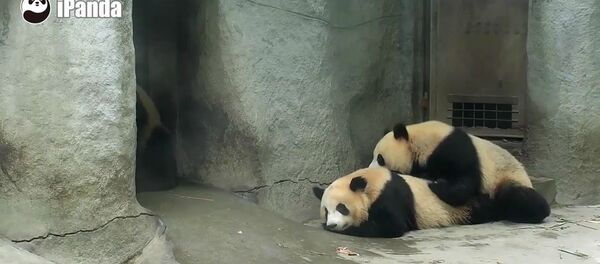 Pandas não precisam de almofadas - Sputnik Brasil