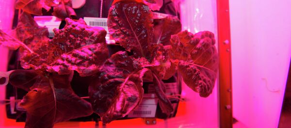 Col cultivada en el laboratorio espacial Veggie - Sputnik Brasil