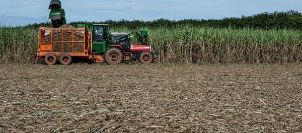 Colheita da cana de açúcar - Sputnik Brasil