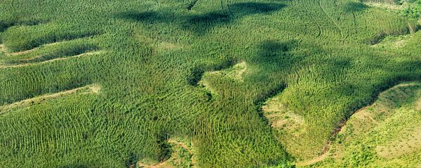 Área de plantação de eucalipto na Amazônia - Sputnik Brasil