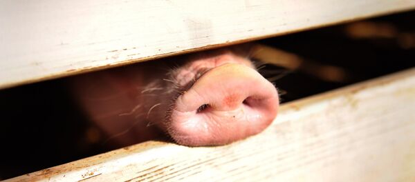 Um porco presencia uma feira agrícola nos EUA, em 2009. Foto de arquivo - Sputnik Brasil