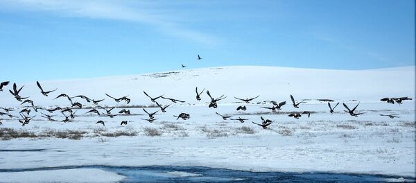 Alasca, EUA - Sputnik Brasil