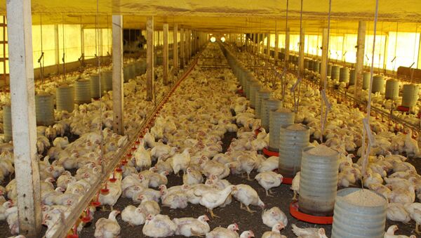 O Brasil vende aproximadamente 40% da carne de frango exigida pelo mercado mundial - Sputnik Brasil