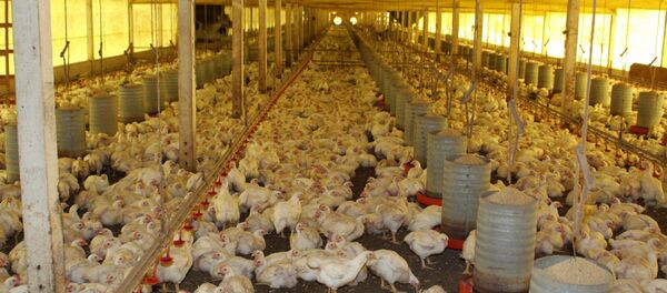 O Brasil vende aproximadamente 40% da carne de frango exigida pelo mercado mundial - Sputnik Brasil