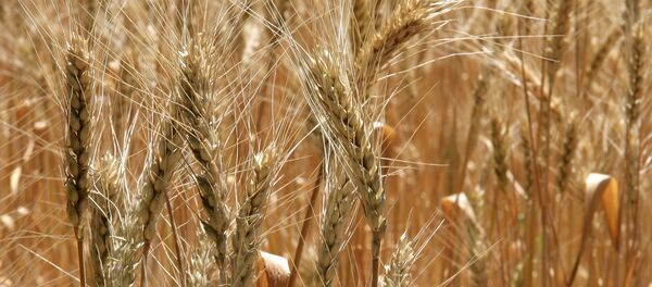 Trigo russo - Sputnik Brasil