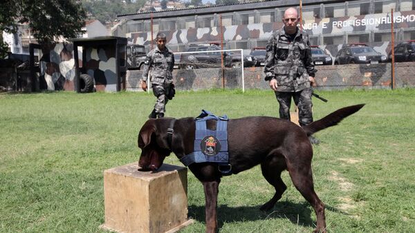Treinamento com cães farejadores de explosivos - Sputnik Brasil