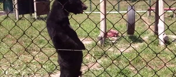 Bear Walks on Two Legs Like a Human Bear Walks on Two Legs Like a Human - Sputnik Brasil