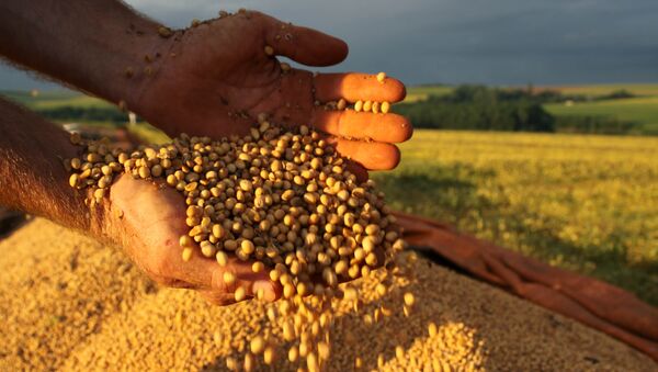 Grãos de soja em solo brasileiro (foto de arquivo) - Sputnik Brasil