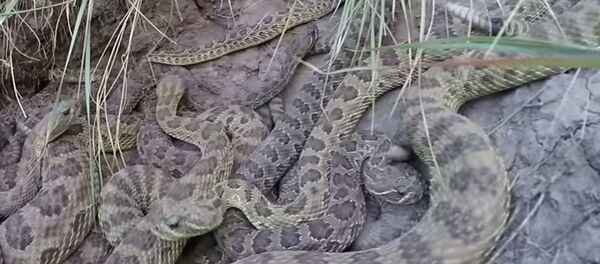 GoPro falls into pit of Rattlesnakes - Sputnik Brasil