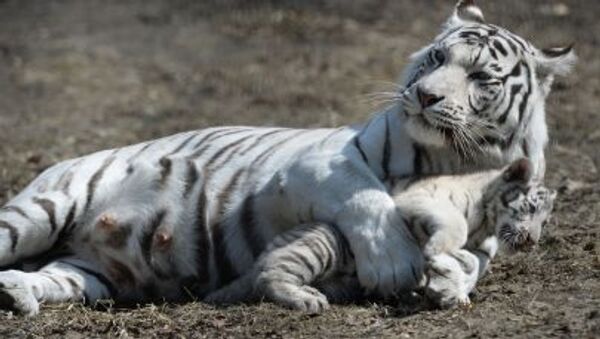 A tigresa branca chamada Zaya e seu bebê que nasceu no jardim zoológico de Novosibirsk no inverno de 2015 - Sputnik Brasil